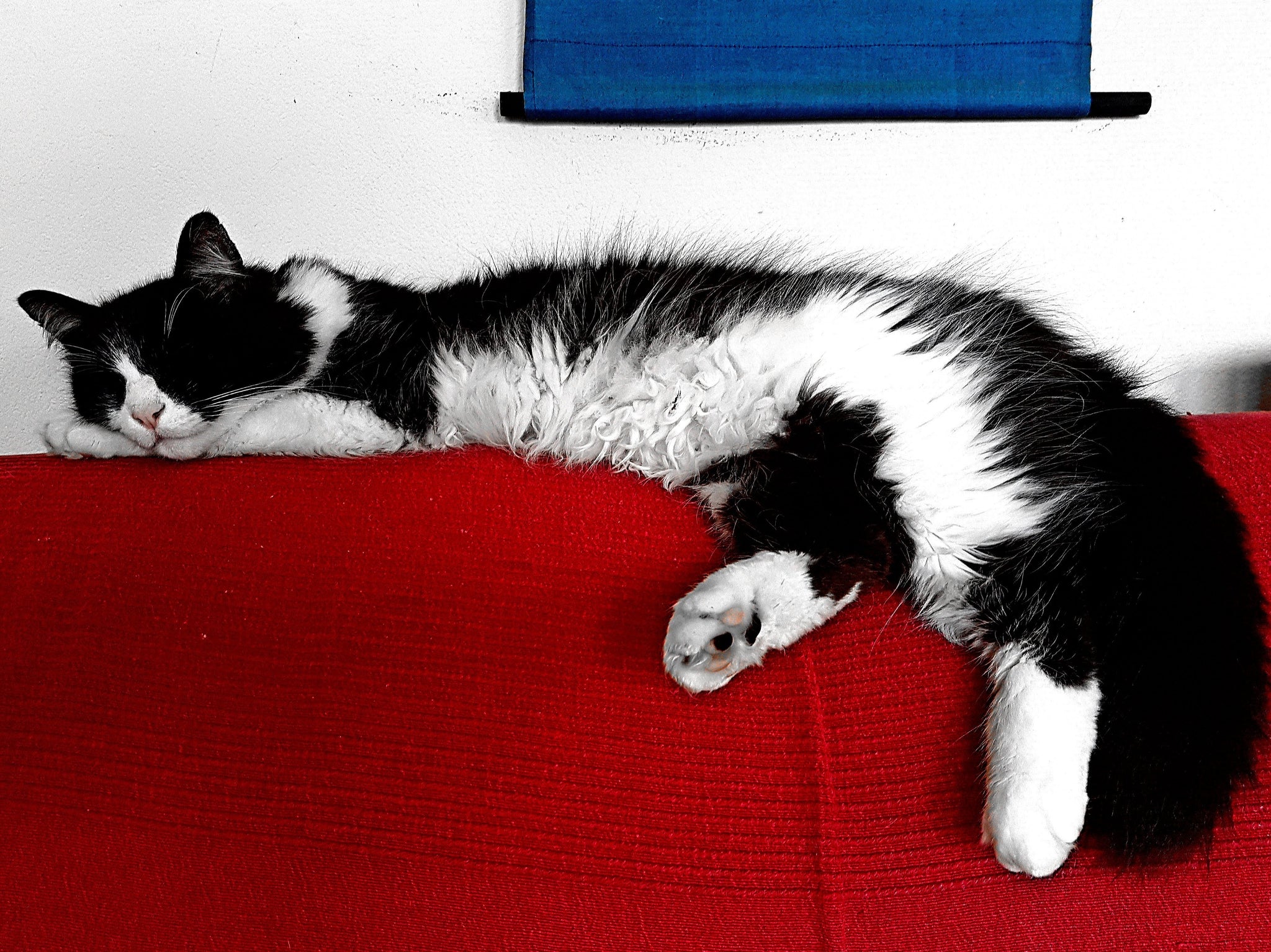 'Mondrian's Cat' - Oscar weiß von nichts