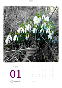 Kalender 'la vie en fleur' 2026 Kunstdruck