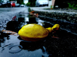 'Death of a rubber duck - things in the street XXXVIII'