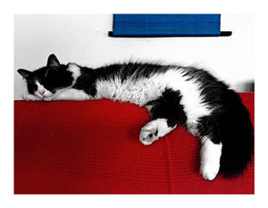 'Mondrian's Cat' mit weißer Umrandung PK